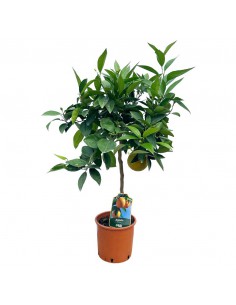 AGRUMI ARANCIO diametro vaso 20 CESPUGLIO h 90 cm 2