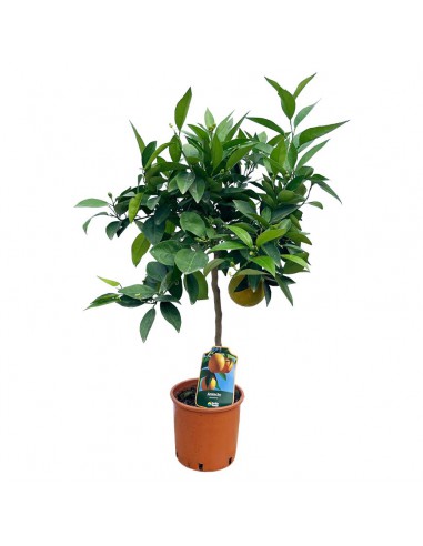 AGRUMI ARANCIO diametro vaso 20 CESPUGLIO h 90 cm