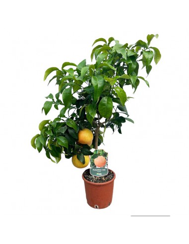AGRUMI POMPELMO ROSA diametro vaso 20 CESPUGLIO h 90 cm