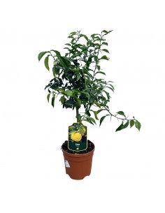 AGRUMI CITRUS LIMON (YUZU) diametro vaso 20 CESPUGLIO h 90 cm 2