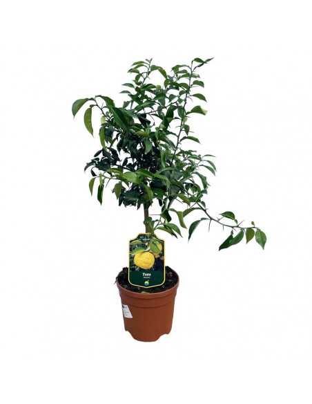 AGRUMI CITRUS LIMON (YUZU) diametro vaso 20 CESPUGLIO h 90 cm