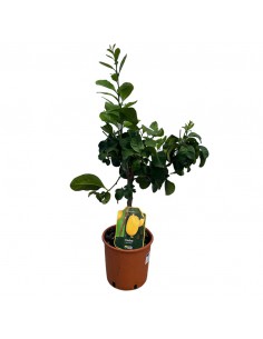 AGRUMI CEDRO diametro vaso 20 CESPUGLIO h 90 cm 2