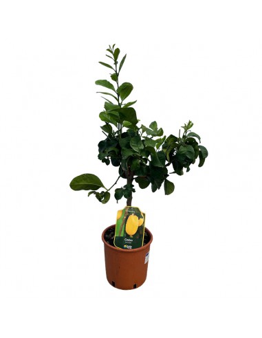 AGRUMI CEDRO diametro vaso 20 CESPUGLIO h 90 cm