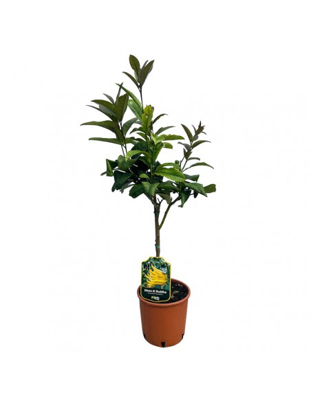 AGRUMI MANO DI BUDDHA diametro vaso 20 CESPUGLIO h 90 cm