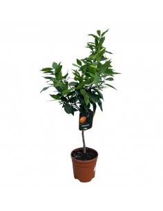 AGRUMI LIMONE ROSSO diametro vaso 20 CESPUGLIO h 90 cm 2