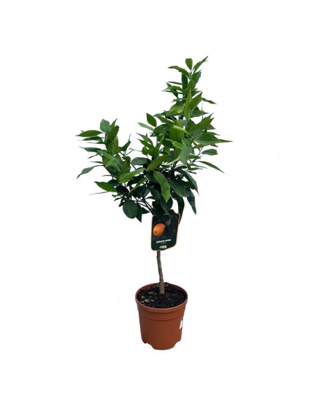 AGRUMI LIMONE ROSSO diametro vaso 20 CESPUGLIO h 90 cm