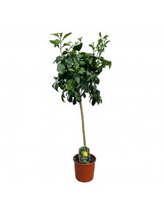AGRUMI BERGAMOTTO diametro vaso 22 cm altezza 90-110 cm ALBERELLO 2