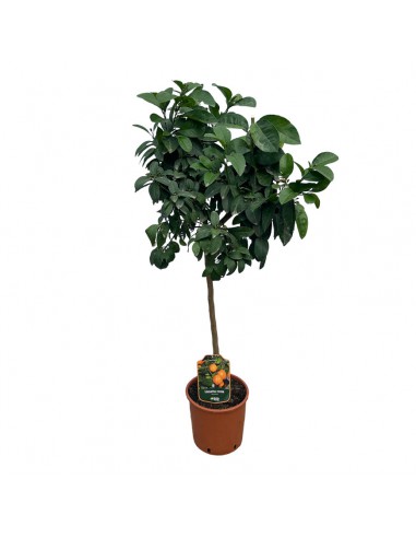 AGRUMI LIMETTA ROSSA diametro vaso 22 cm altezza 90-110 cm ALBERELLO