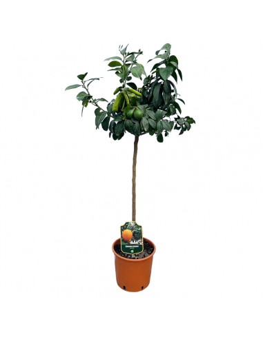 AGRUMI LIMONE MEYER diametro vaso 22 cm altezza 90-110 cm ALBERELLO