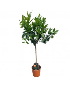 AGRUMI LIMONE ROSSO diametro vaso 22 cm altezza 90-110 cm ALBERELLO 2
