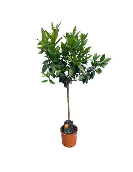 AGRUMI LIMONE ROSSO diametro vaso 22 cm altezza 90-110 cm ALBERELLO