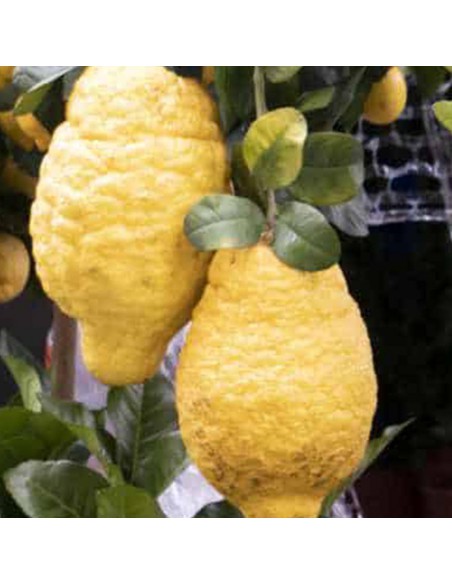 AGRUMI CEDRO diametro vaso 22 cm altezza 90-110 cm ALBERELLO