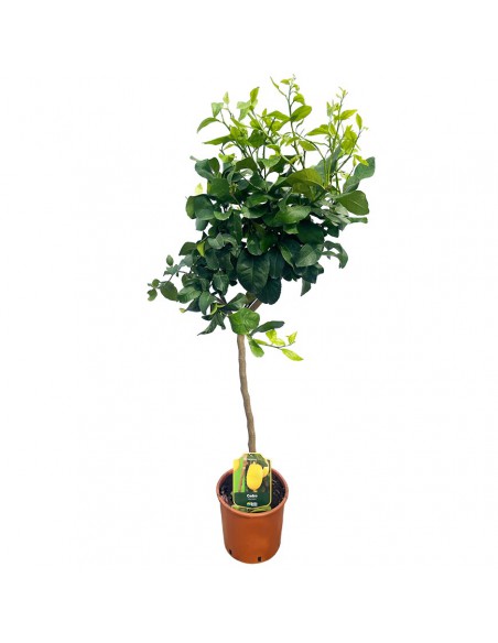 AGRUMI CEDRO diametro vaso 22 cm altezza 90-110 cm ALBERELLO