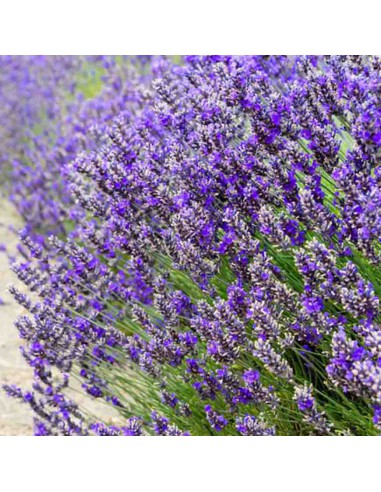 LAVANDA INGLESE ANGUSTIFOLIA "ESSENCE PURPLE "
