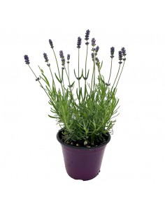 LAVANDA INGLESE ANGUSTIFOLIA "ESSENCE PURPLE " 2