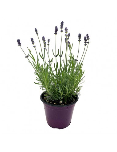 LAVANDA INGLESE ANGUSTIFOLIA "ESSENCE PURPLE "