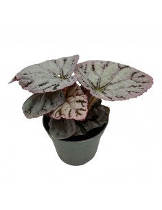 BEGONIA BLAD REX CHAYO MINI diametro vaso 6 cm