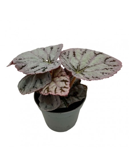 BEGONIA BLAD REX CHAYO MINI diametro vaso 6 cm