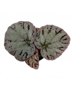 BEGONIA BLAD REX CHAYO MINI diametro vaso 6 cm 2