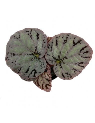 BEGONIA BLAD REX CHAYO MINI diametro vaso 6 cm