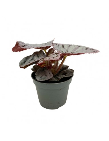 BEGONIA BLAD REX CHAYO MINI diametro vaso 6 cm