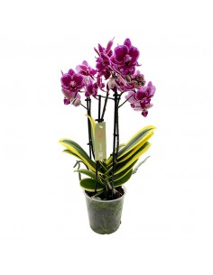 ORCHIDEA MULTIFLORATYPES HORNGLIN VICKY V 12 cm