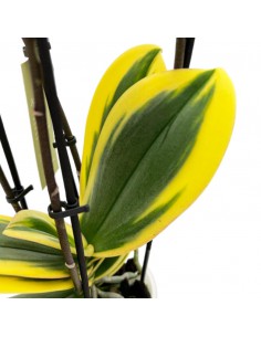 ORCHIDEA MULTIFLORATYPES HORNGLIN VICKY V 12 cm 2