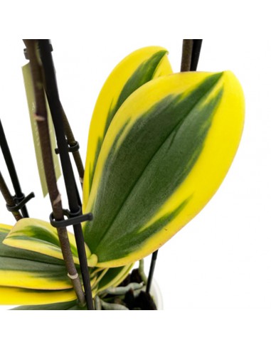 ORCHIDEA MULTIFLORATYPES HORNGLIN VICKY V 12 cm