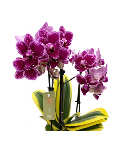 ORCHIDEA MULTIFLORATYPES HORNGLIN VICKY V 12 cm