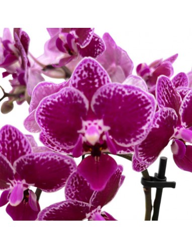 ORCHIDEA MULTIFLORATYPES HORNGLIN VICKY V 12 cm