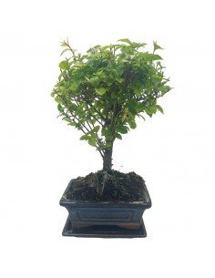 SAGERETHIA THEEZANS BONSAI diametro vaso 15 cm