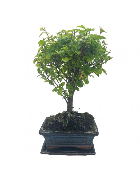 SAGERETHIA THEEZANS BONSAI diametro vaso 15 cm