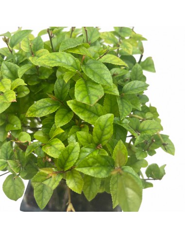 SAGERETHIA THEEZANS BONSAI diametro vaso 15 cm