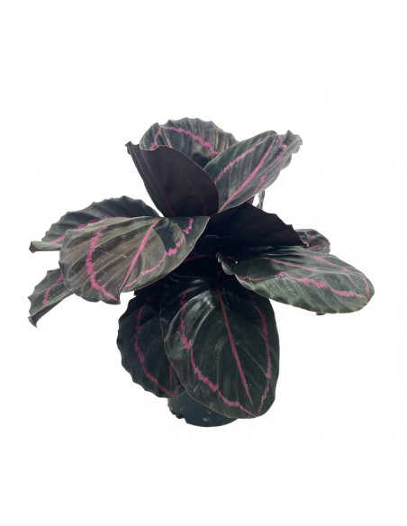 CALATHEA ROSEOPICTA DOTTIE Vaso 12 cm
