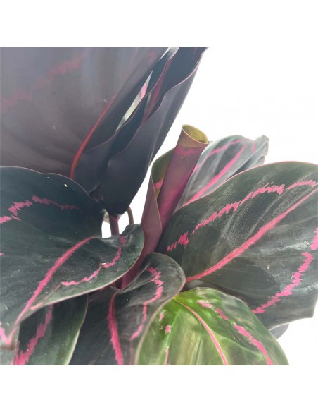 CALATHEA ROSEOPICTA DOTTIE Vaso 12 cm