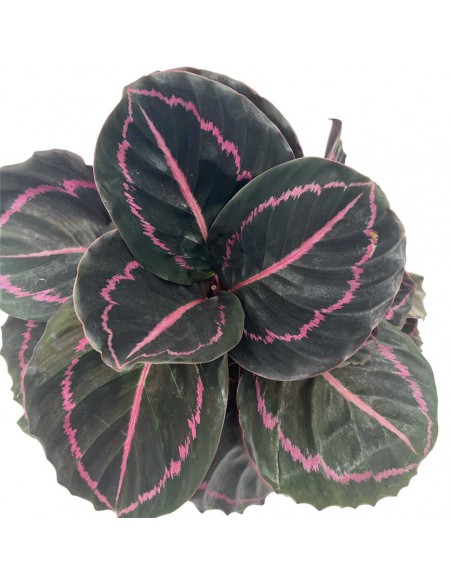 CALATHEA ROSEOPICTA DOTTIE Vaso 12 cm