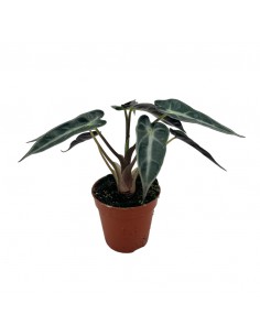 ALOCASIA AMAZONICA Mini Pianta Vaso 5,50