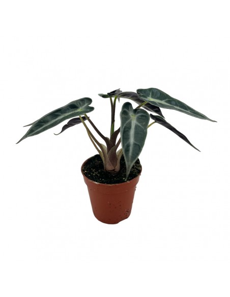 ALOCASIA AMAZONICA Mini Pianta Vaso 5,50