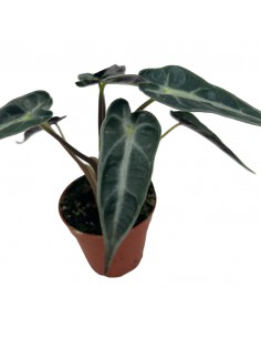 ALOCASIA AMAZONICA Mini Pianta Vaso 5,50 2