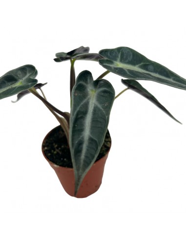 ALOCASIA AMAZONICA Mini Pianta Vaso 5,50