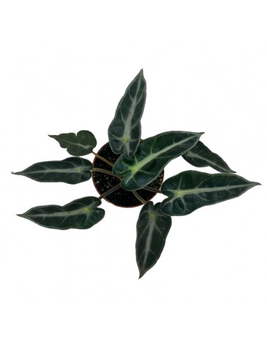 ALOCASIA AMAZONICA Mini Pianta Vaso 5,50