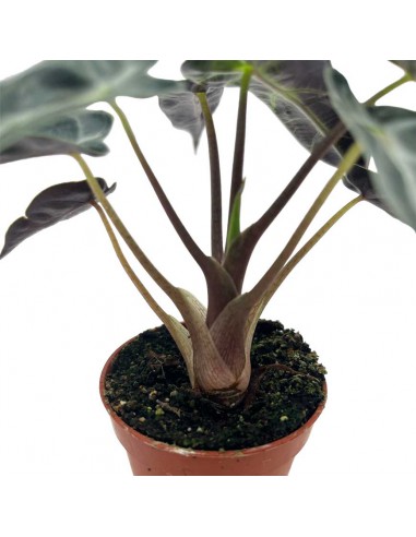 ALOCASIA AMAZONICA Mini Pianta Vaso 5,50