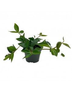 PEPEROMIA STRIPES MINI Vaso diametro 6 cm
