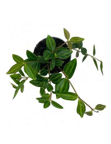 PEPEROMIA STRIPES MINI Vaso diametro 6 cm