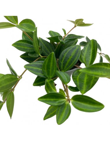 PEPEROMIA STRIPES MINI Vaso diametro 6 cm