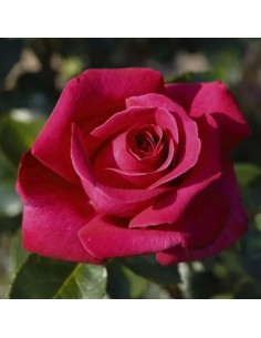 ROSA HOT LADY Profumata Vaso Diametro 19 cm