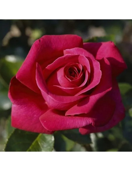 ROSA HOT LADY Profumata Vaso Diametro 19 cm