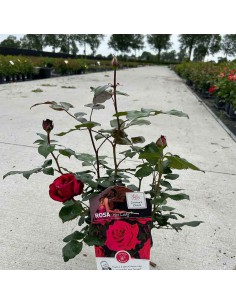 ROSA HOT LADY Profumata Vaso Diametro 19 cm 2