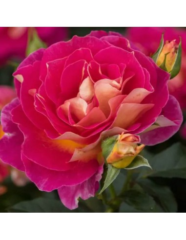 ROSA MALEICA Profumata Vaso Diametro 19 cm