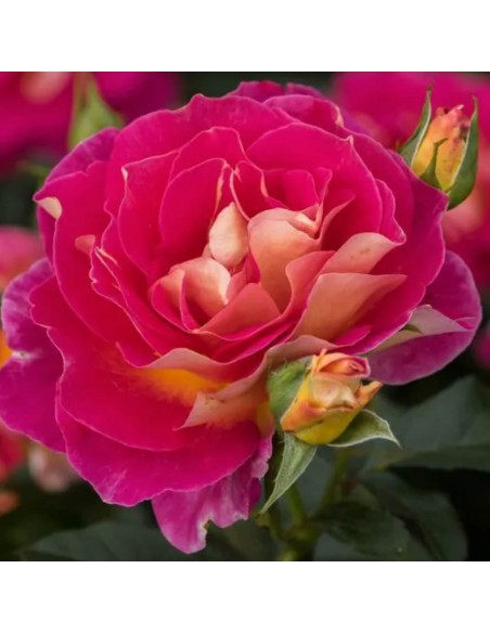 ROSA MALEICA Profumata Vaso Diametro 19 cm